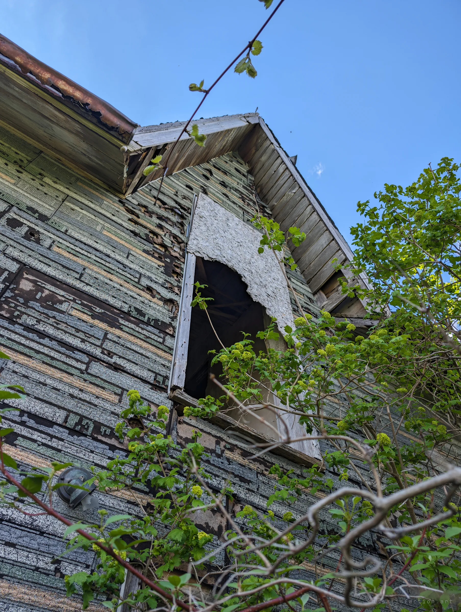 Looking straight up the peeling, multicoloured insulbrick wall to a broken upper window and weathered gable eaves, with flowering viburnum branches reaching across the frame. The worn siding pattern reads almost like a glitch against the clear blue sky.