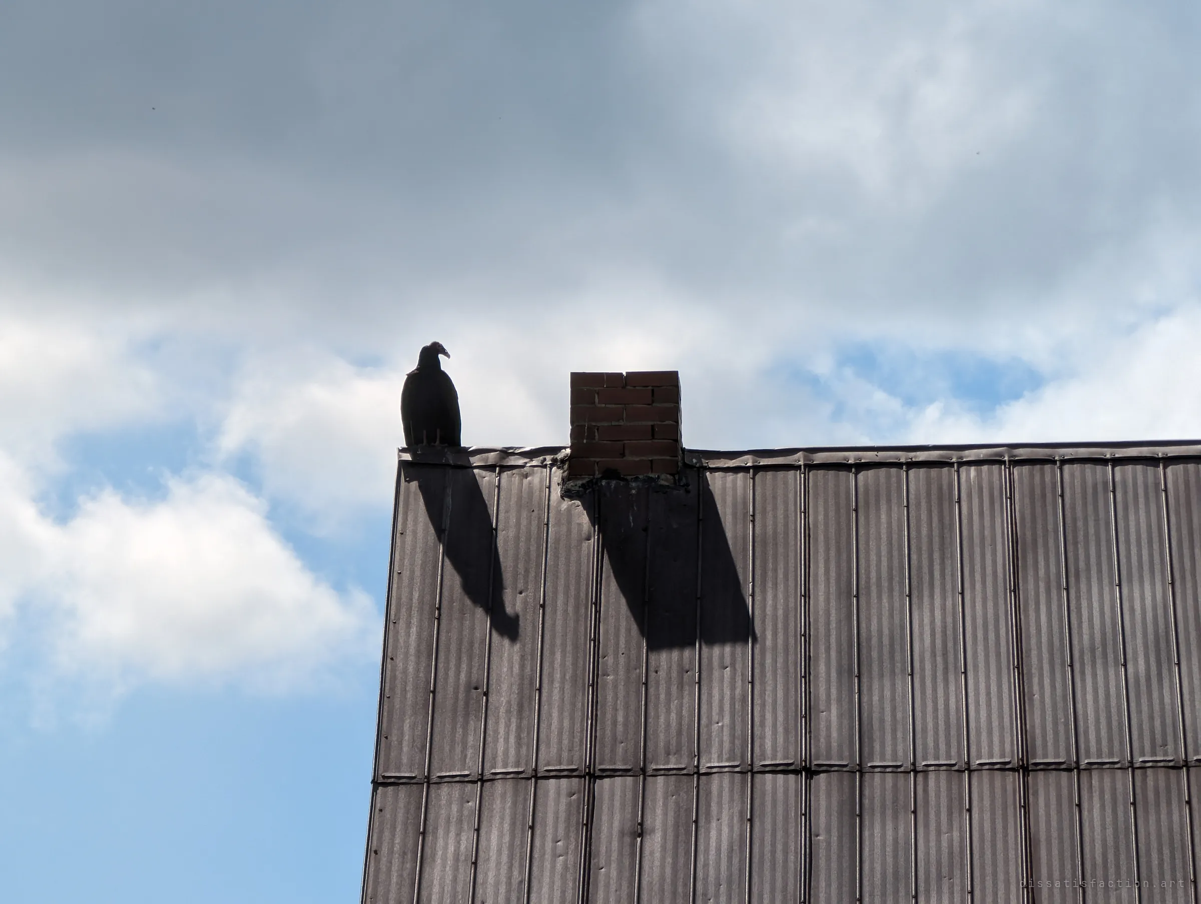 A vulture sits hunched at the edge of the corrugated metal roof next to the small brick chimney, both casting long shadows down the panels. It keeps watch over the abandoned house.