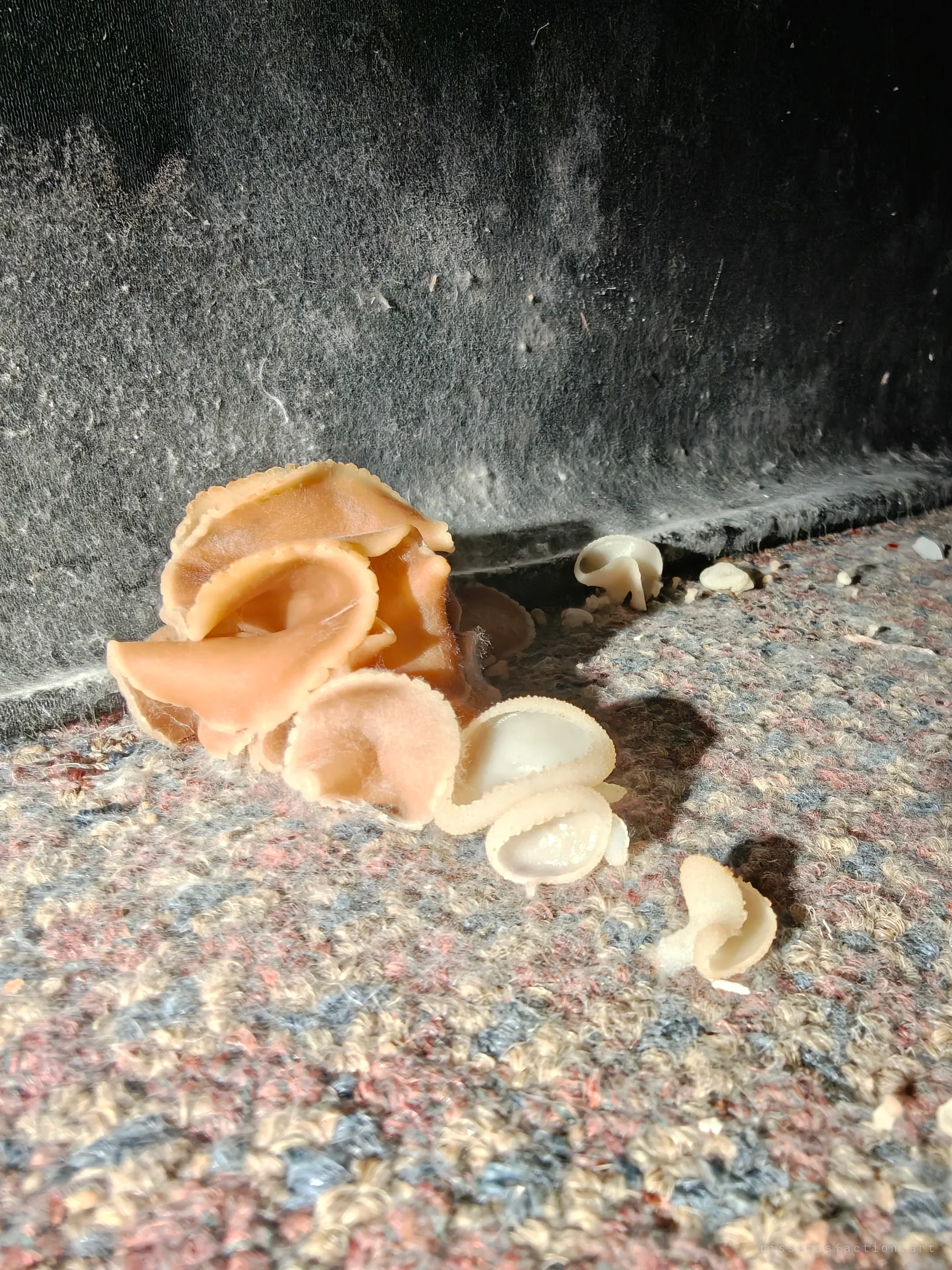 Pale cup fungi grow out of a dusty carpet against a black wall. Nature quietly taking over the abandoned interior.