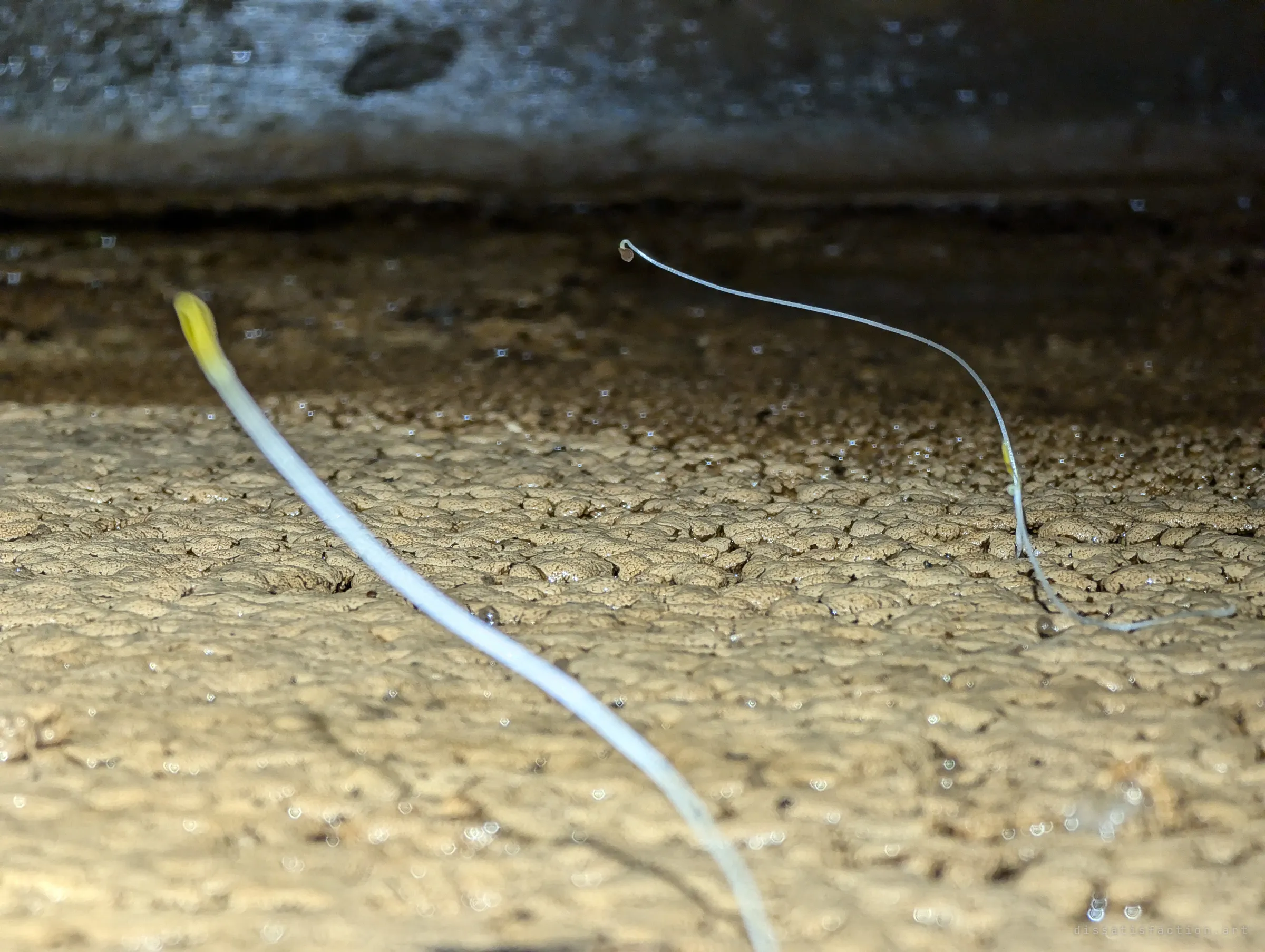 Pale, thread-thin seedlings sprout from a cracked, crusted layer of dried droppings on the tunnel ledge, life pushing up in the dark.