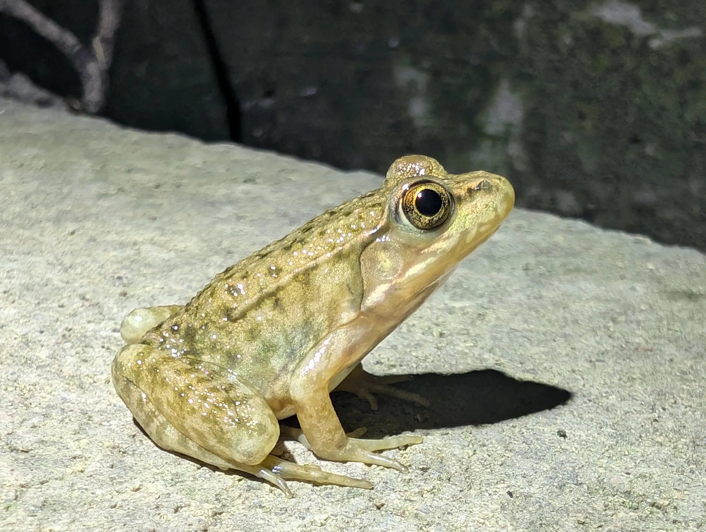A small speckled frog with golden eyes sits on a concrete ledge in the flashlight beam, one of the culvert's residents.