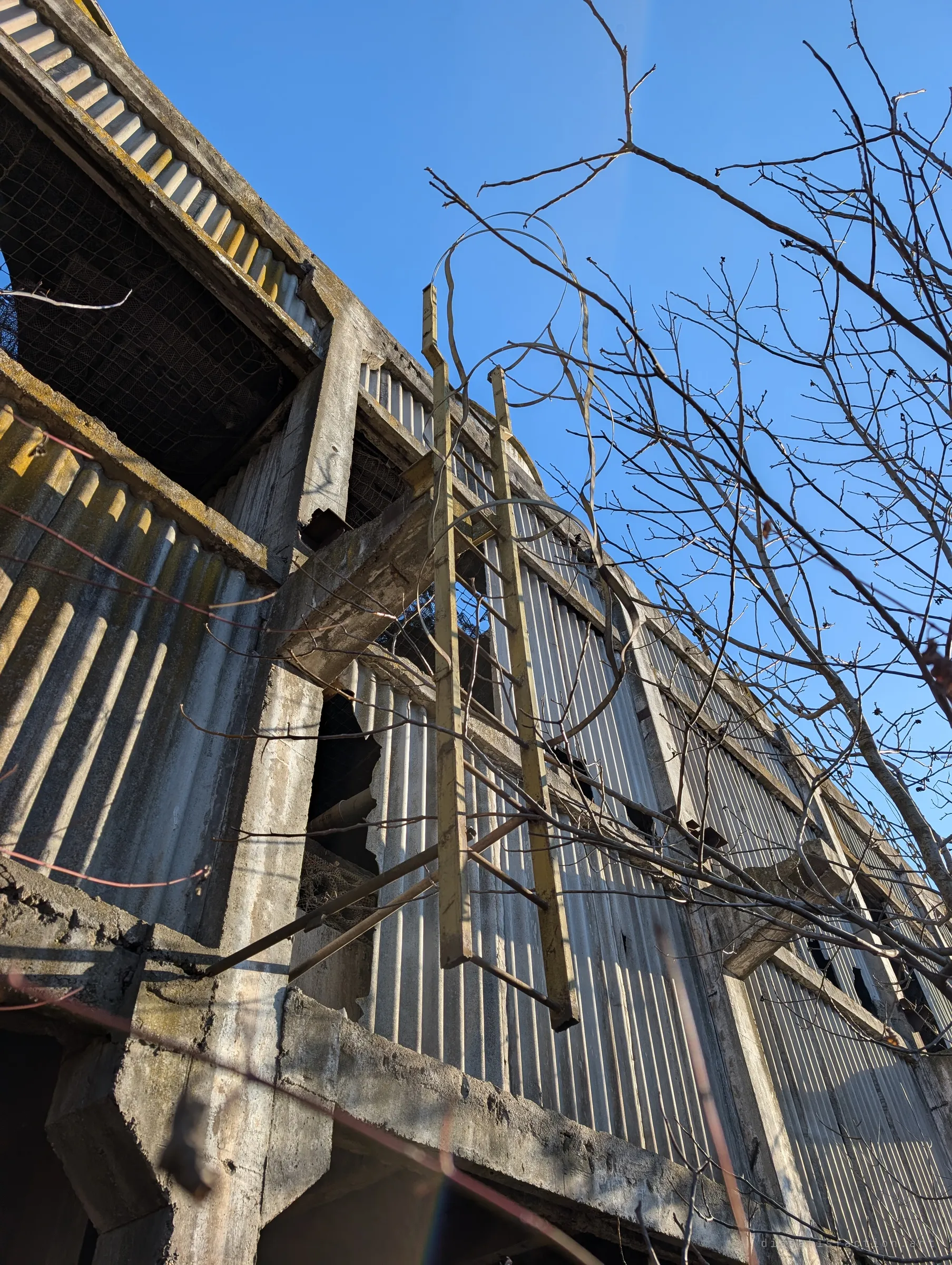 A rusted, yellow-painted access ladder leaning against the tower wall, with bare branches criss-crossing the sky. The only way up without trusting the other ladder.