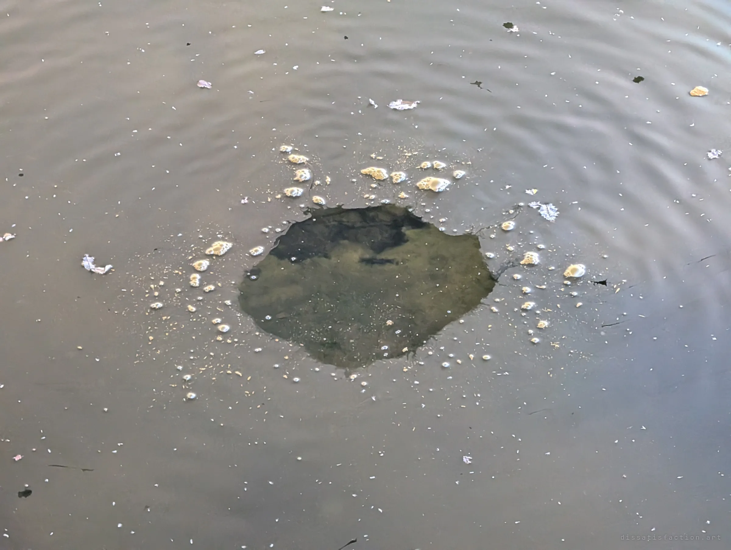 Ripples spread across a film of scum on the water, a clear hole punched through it where a thrown rock went in. Below the surface the murky bottom shows through for a moment.