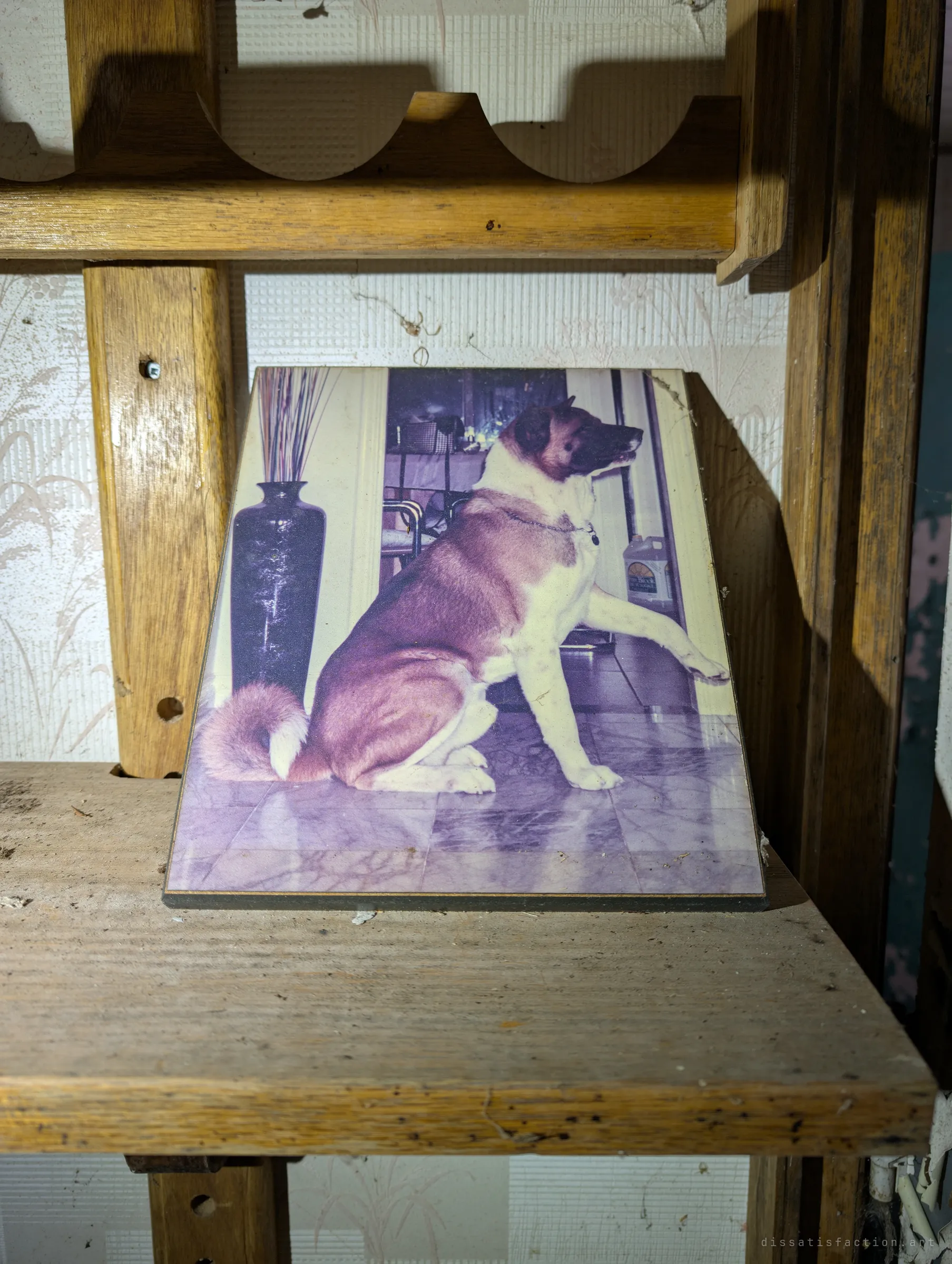 A faded family photo of a large dog sitting on a marble floor, propped on a dusty wooden shelf. A small personal keepsake left behind.