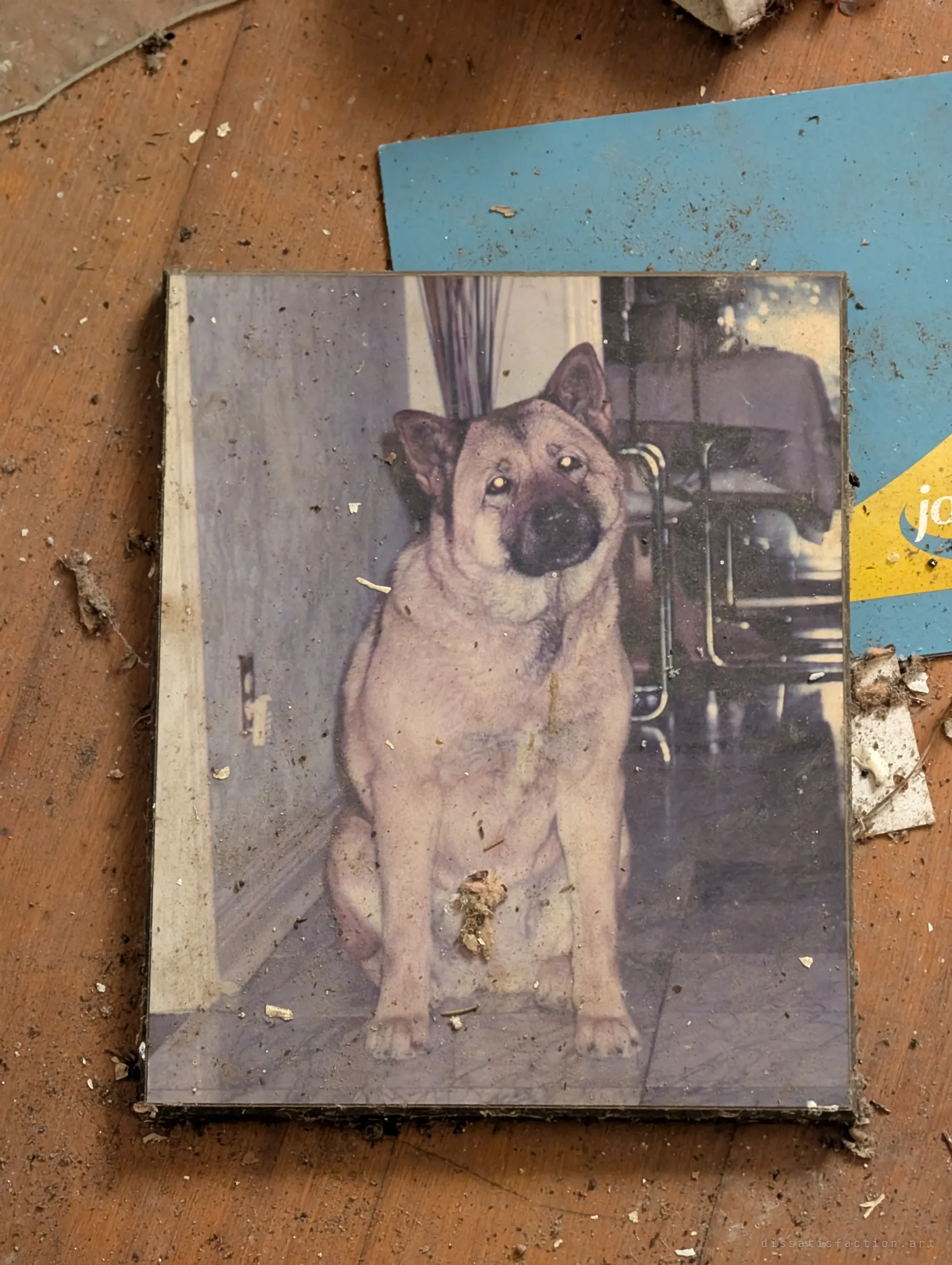 A faded framed photo of a family dog lies face-up on the debris-strewn wooden floor. A small, personal memento left behind with everything else.