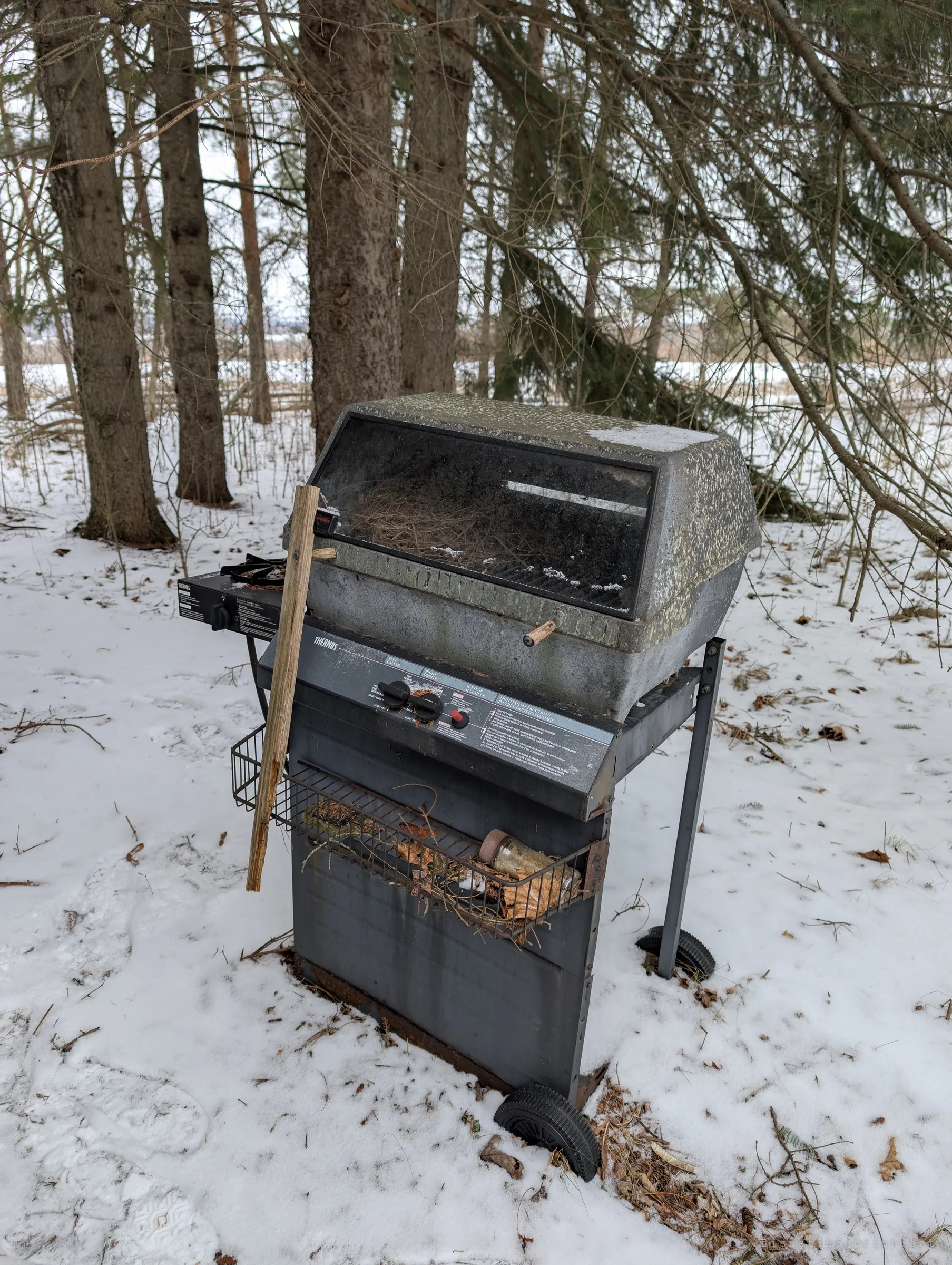 A weathered gas barbecue stands in the snow among pine trunks, its lid window full of pine needles and a jar left in the side basket. Nature is slowly moving into the backyard.