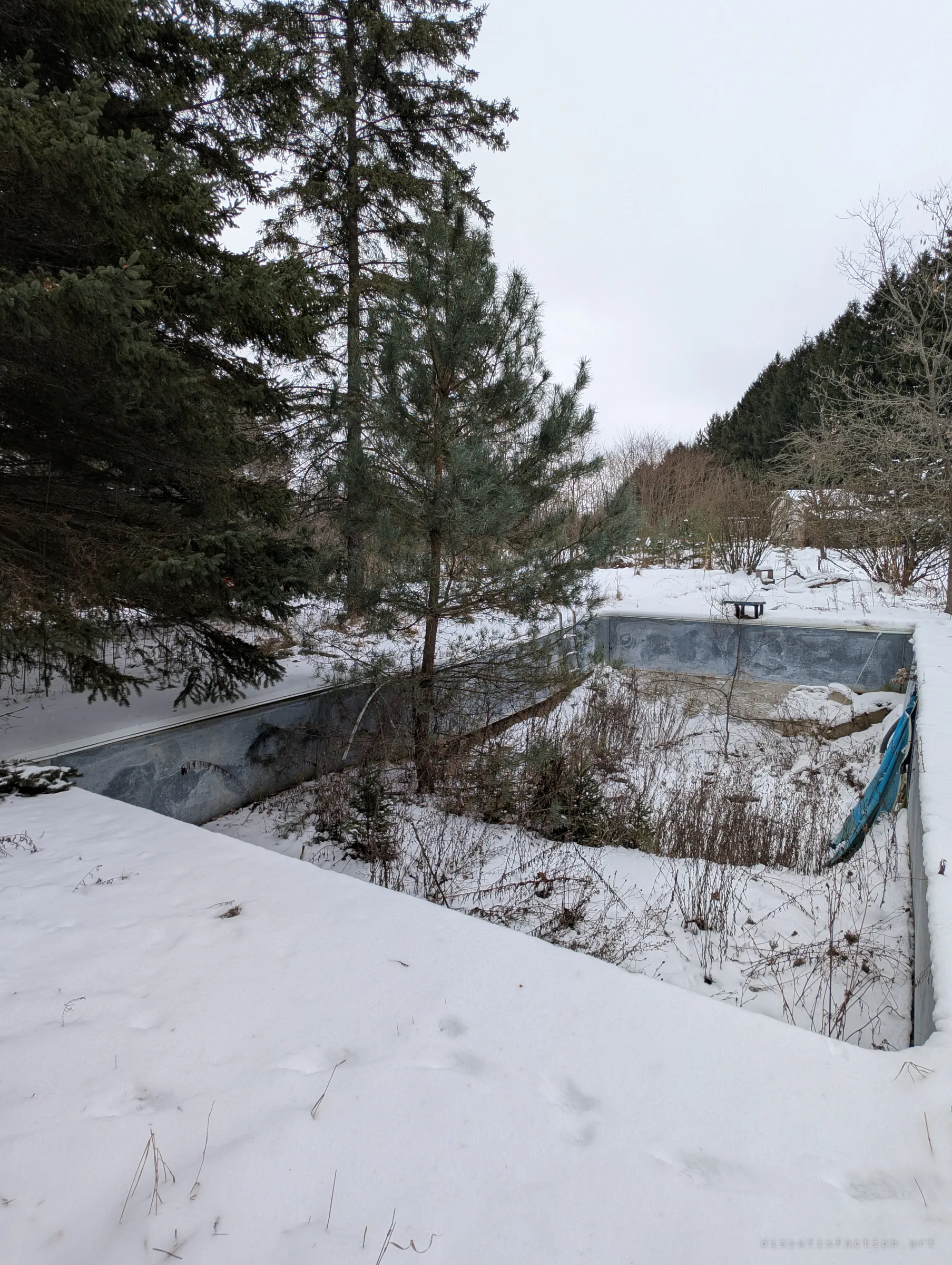 An empty in-ground pool fills with snow, weeds and a young pine tree growing straight out of the deep end. The backyard is being taken back by the woods.