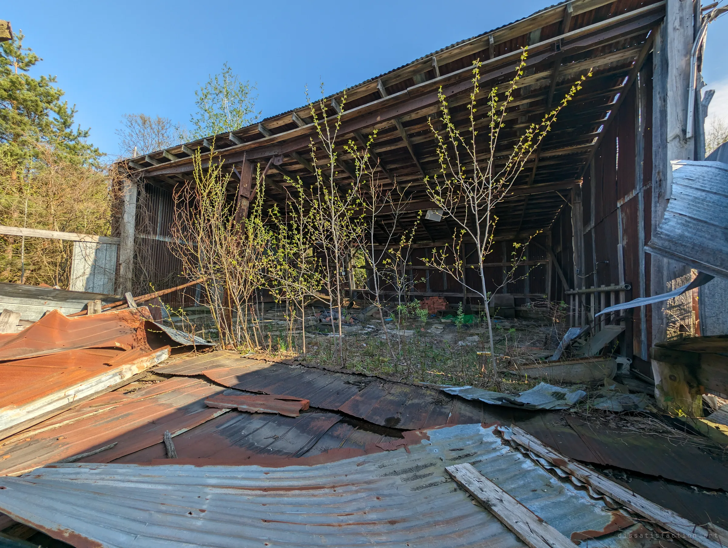 Collapsed sheets of rusted corrugated metal lead into an open-sided barn where young saplings now grow up through the floor. Nature is reclaiming the building from the inside.