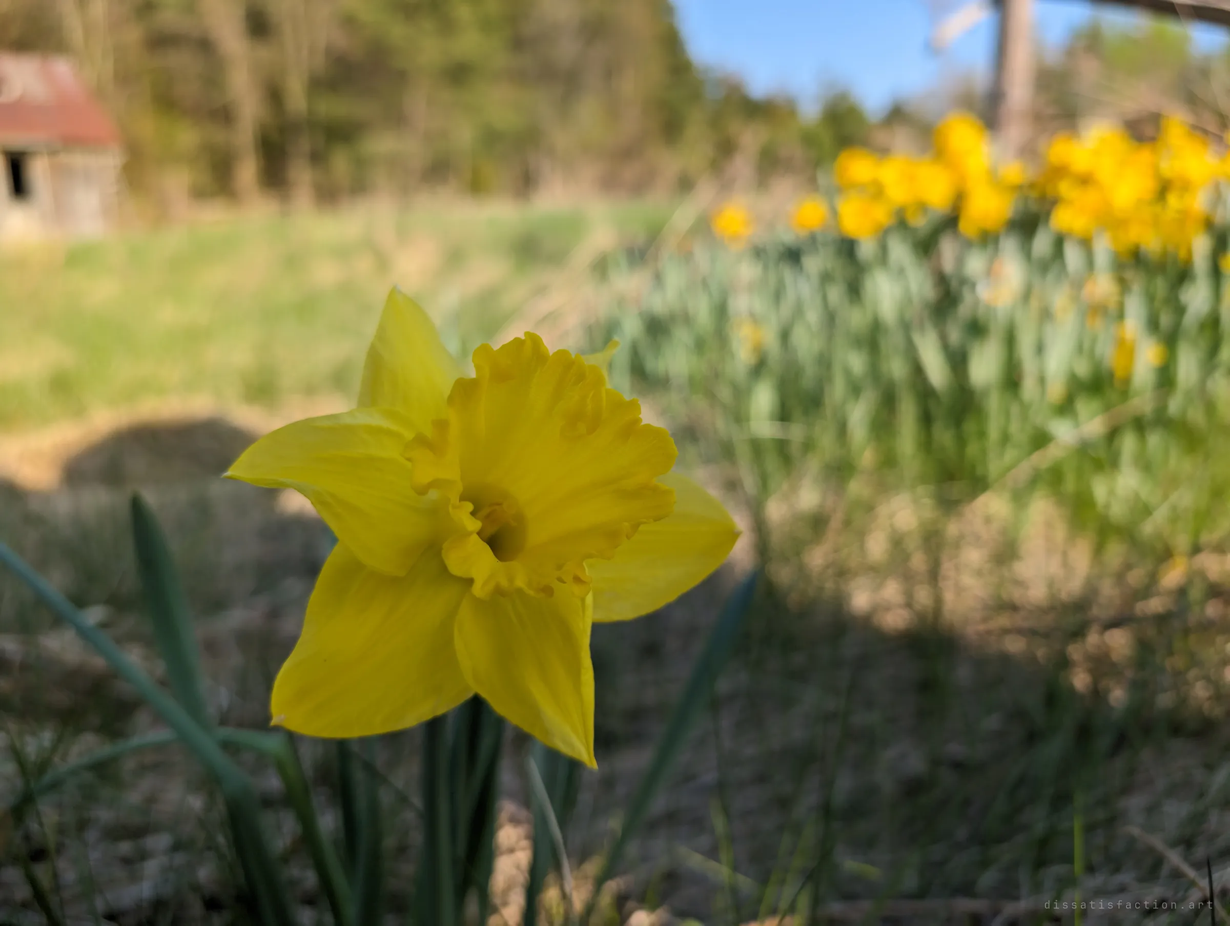 A single yellow daffodil in sharp focus, with a patch of daffodils and a weathered red-roofed shed blurred behind it. Planted flowers still coming up every spring around an abandoned home.
